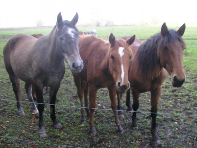 Konji bistra - foto