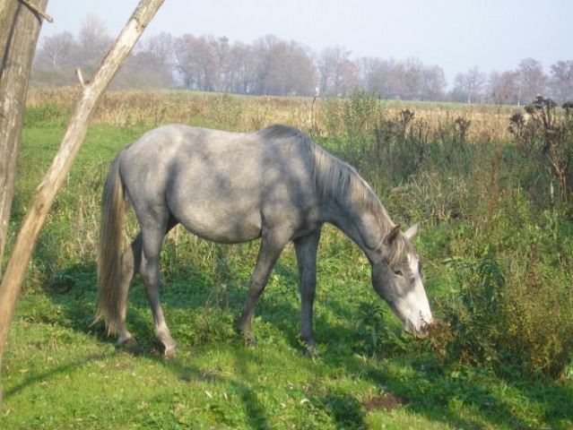 Konji bistra - foto