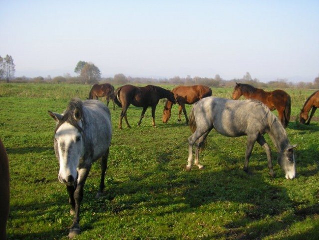Konji bistra - foto