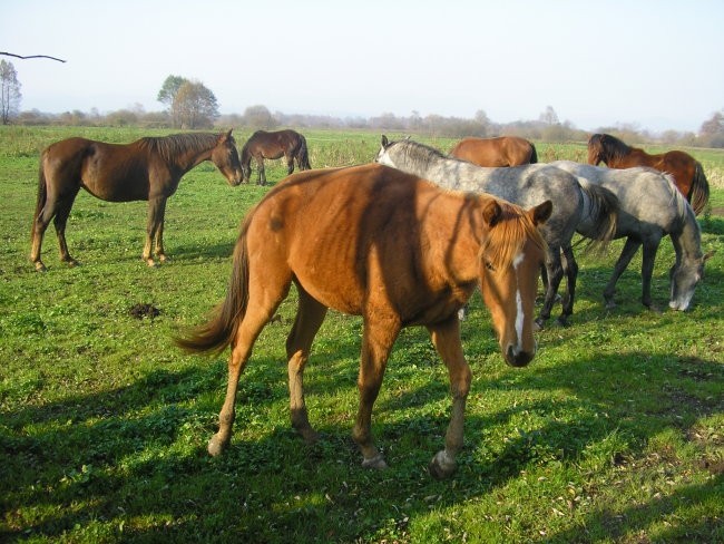 Konji bistra - foto povečava