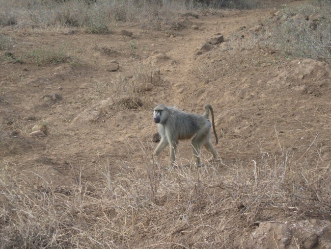 KENIJA 2007 - foto povečava