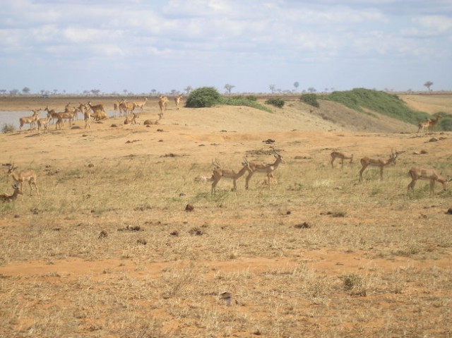 KENIJA 2007 - foto