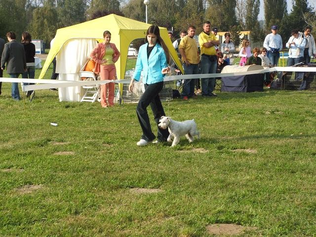 CACIB OSIJEK - foto