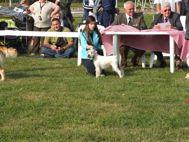 CACIB OSIJEK - foto povečava