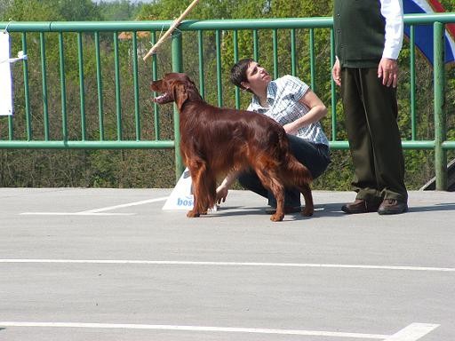 Specijalna izložba retrivera - foto