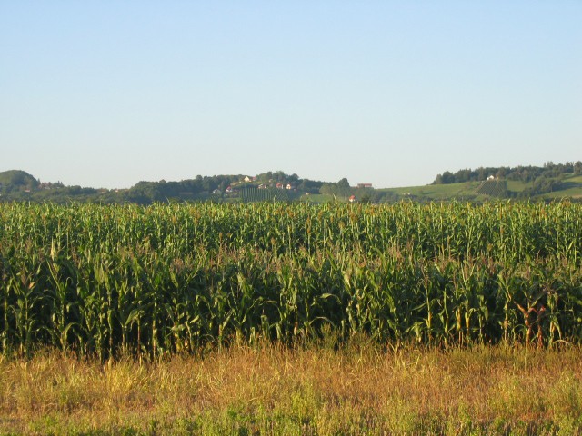 Sirk - foto povečava