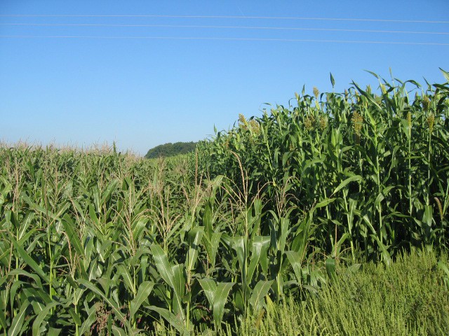 Sirk - foto povečava