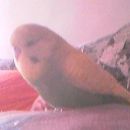Johny - papagaj - skobčevka 