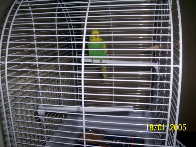 Johny - papagaj - skobčevka  - foto povečava
