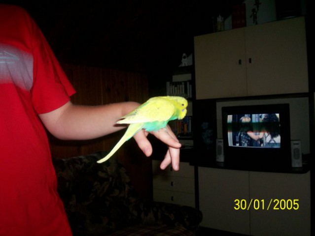 Johny - papagaj - skobčevka  - foto