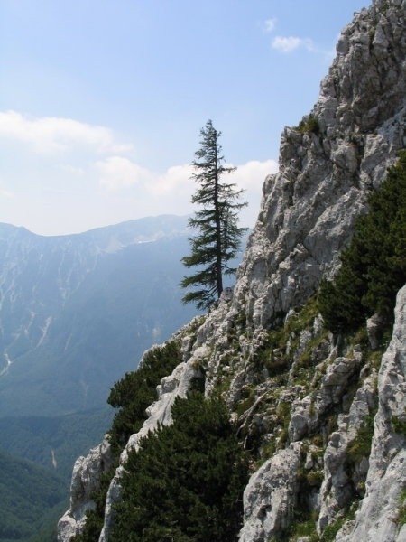 Polička proti (nagnjenemu) osamelcu... madonca, je lepa...