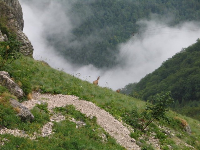 Prvič je gams prihajal proti meni, namesto da bi se umaknil... s sinčkom sta se vendarle r