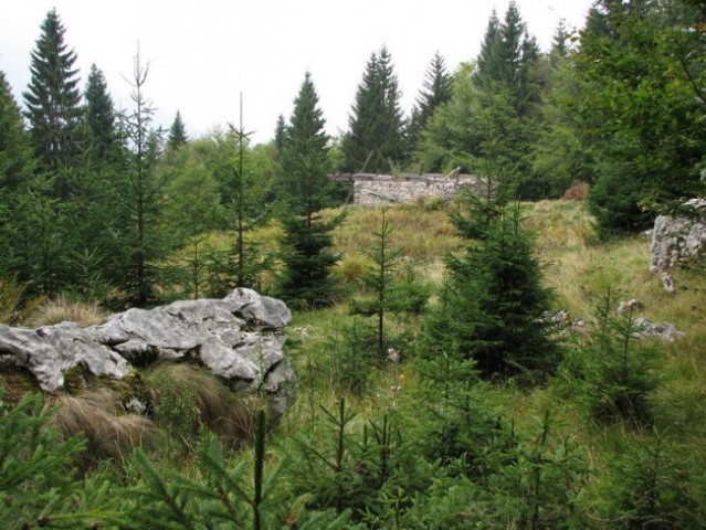 V zaraščanju... Planina Berebica...