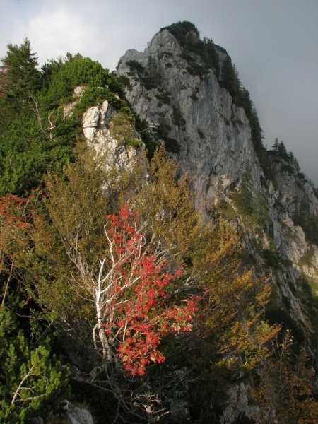 Tokrat prek rušja povsem po grebenu (pogled nazaj tja, kjer ni več šlo)...