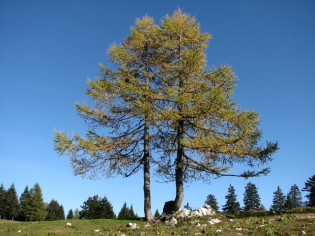 'Božični'...