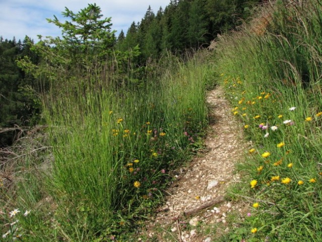 ... in kmalu ... skozi dišeči gaj ...