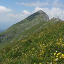 Veliki ... razcveten ...