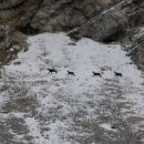 Naletijo z vseh strani (v bližini je kuža) ...