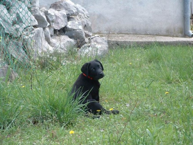 Moj Labrador Teo - foto