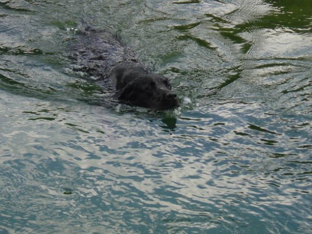 Moj Labrador Teo - foto