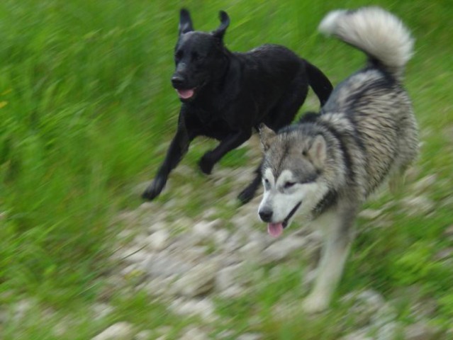 Moj Labrador Teo - foto