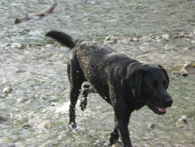 Moj Labrador Teo - foto povečava