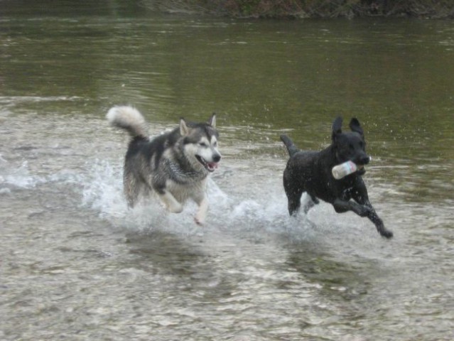 Moj Labrador Teo - foto