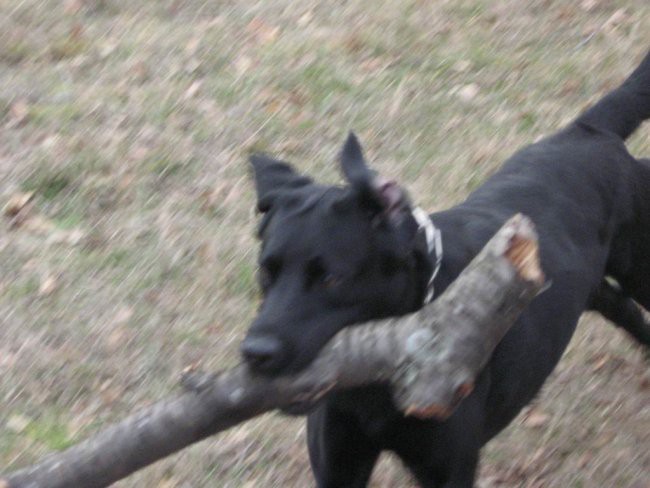 Moj Labrador Teo - foto povečava