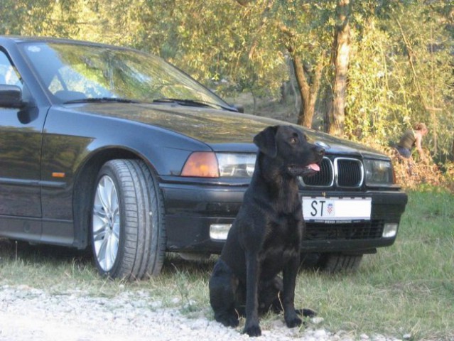 Moj Labrador Teo - foto