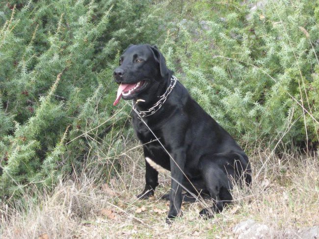 Moj Labrador Teo - foto povečava