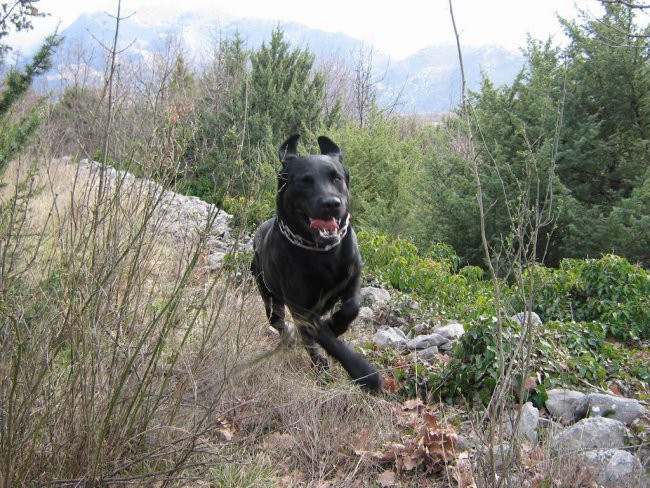 Moj Labrador Teo - foto povečava