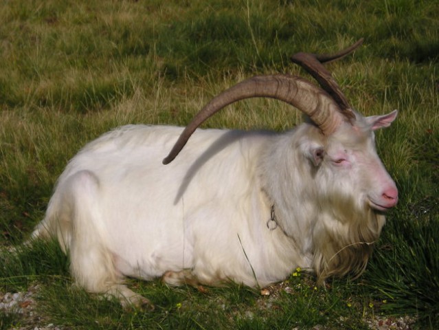 POHOD ČRNI VRH POHORJE  2006 - foto