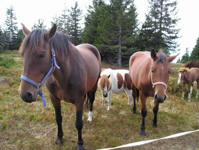 POHOD ČRNI VRH POHORJE  2006 - foto