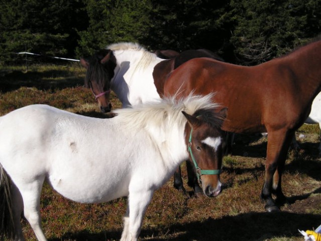 POHOD ČRNI VRH POHORJE  2006 - foto