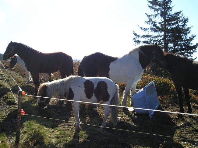 POHOD ČRNI VRH POHORJE  2006 - foto povečava