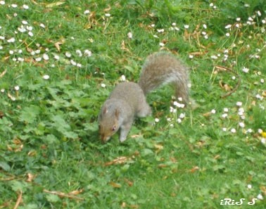 Veverica v  parku St. James