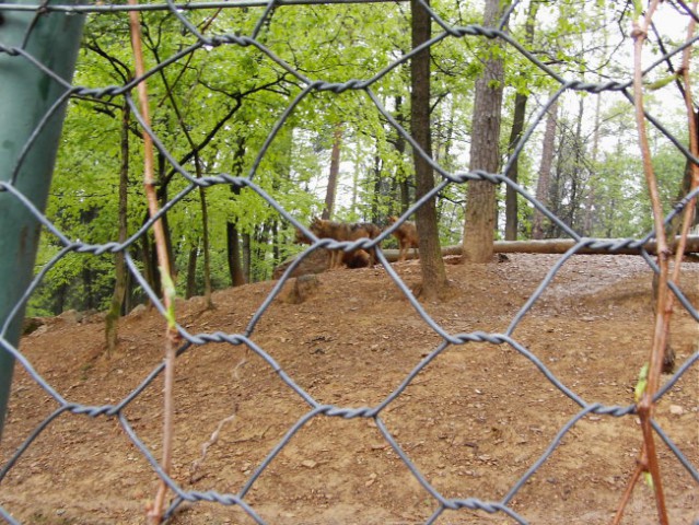 Leon s prijateljem Luko v ZOO - foto