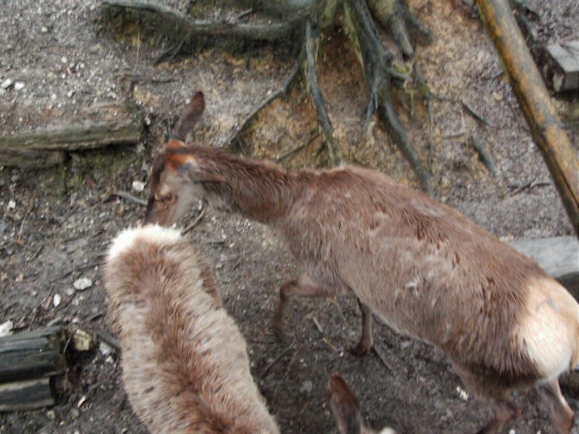 Leon s prijateljem Luko v ZOO - foto povečava