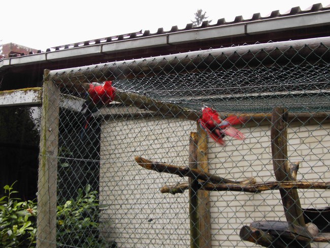 Leon s prijateljem Luko v ZOO - foto povečava