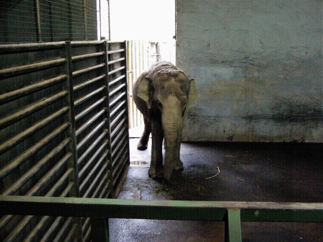 Leon s prijateljem Luko v ZOO - foto povečava