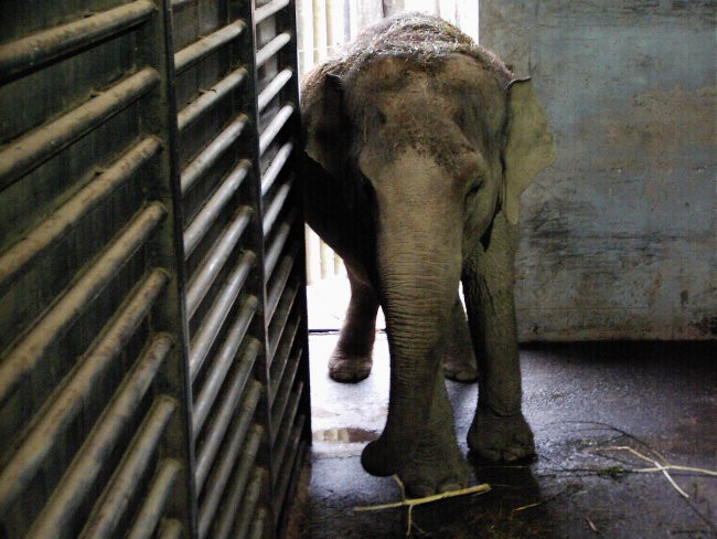 Leon s prijateljem Luko v ZOO - foto povečava