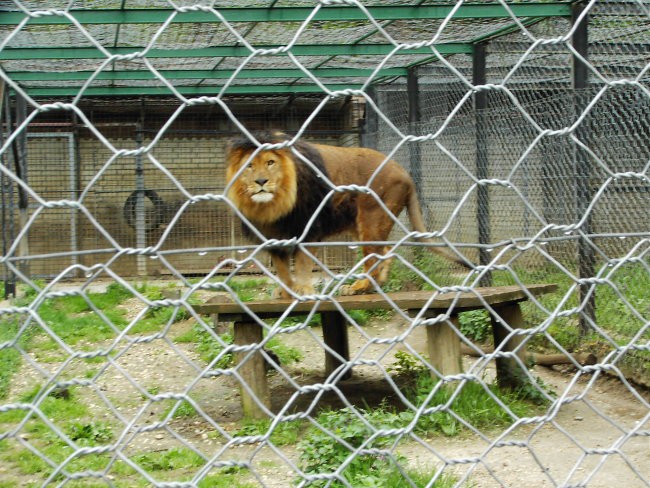 Leon s prijateljem Luko v ZOO - foto povečava