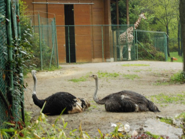 Leon s prijateljem Luko v ZOO - foto