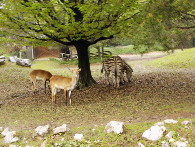 Leon s prijateljem Luko v ZOO - foto