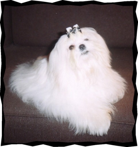 Aaron as a puppy