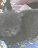 Mucek - foto povečava