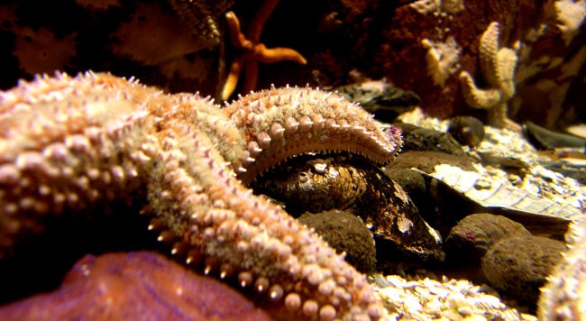 Aquarium in Belin, oktober 2006
