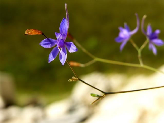 Lola violet