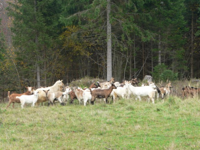 Skupna novemberska - predogled - foto