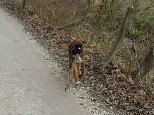 Ja .... čist lahko jo nosim